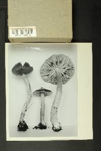 Inocybe cinerascentipes image