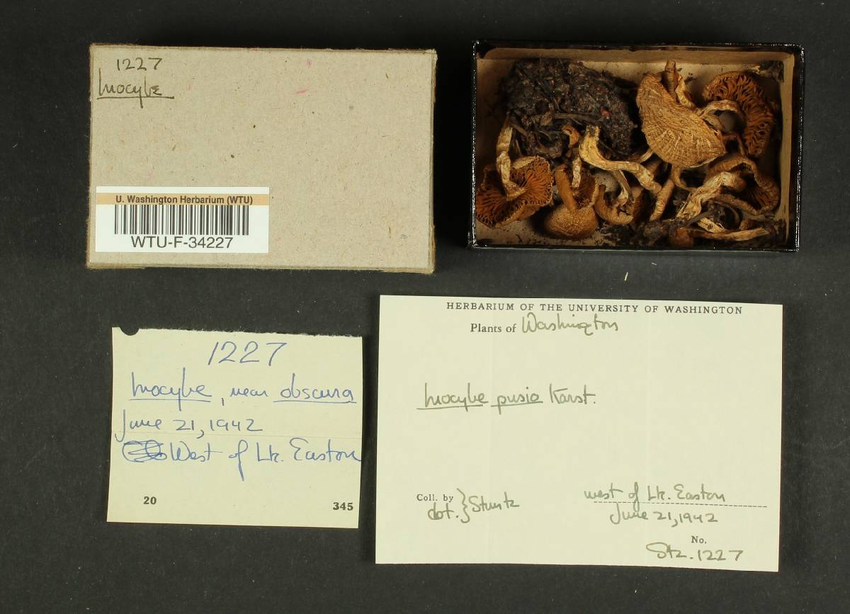 Inocybe obscura image