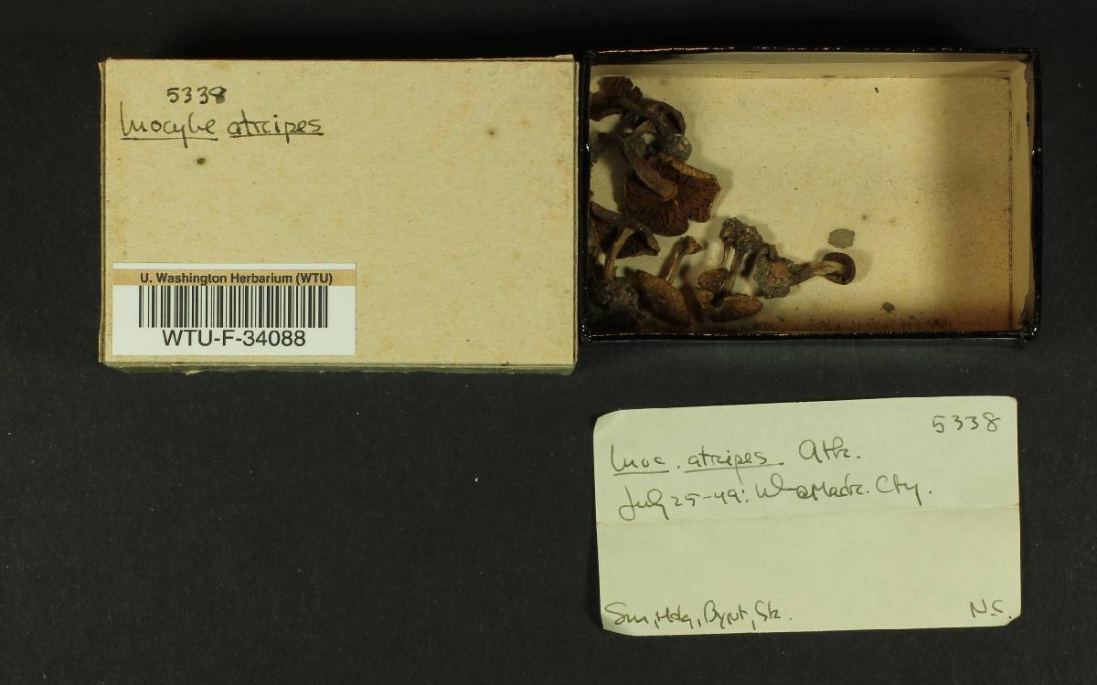 Inocybe atripes image