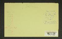 Inocybe laetior image