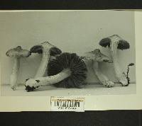 Inocybe lucifuga image