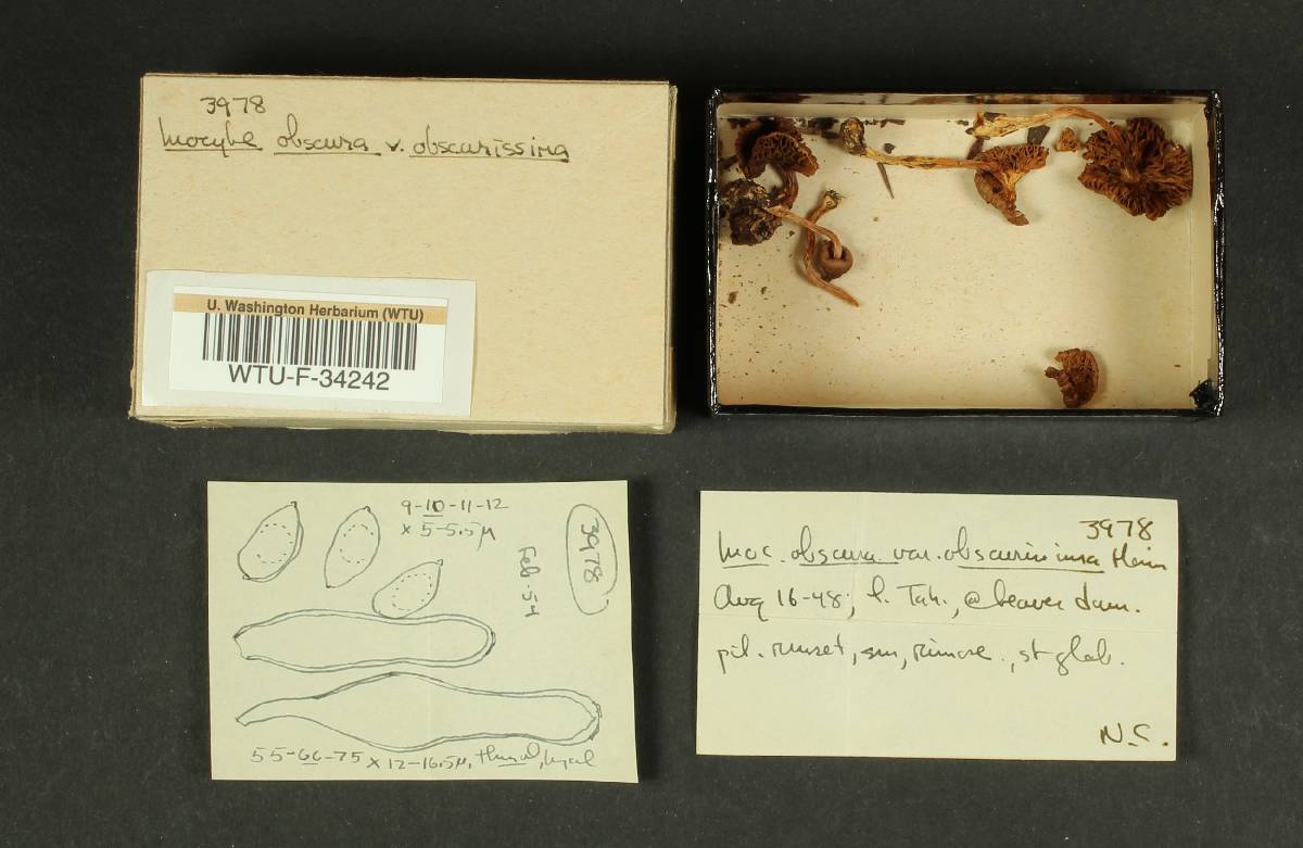 Inocybe obscura var. obscurissima image