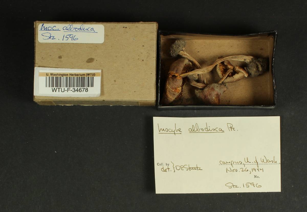Inocybe albodisca image