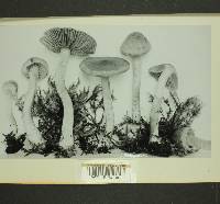 Inocybe cinnamomea image