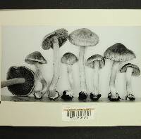 Inocybe xanthomelas image