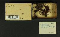 Inocybe luteifolia image