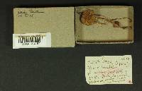 Inocybe lacera image