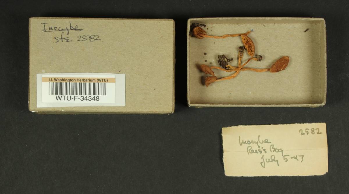 Inocybe subdestricta image