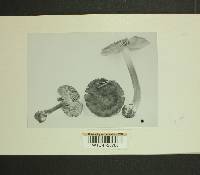 Inocybe umbrina image