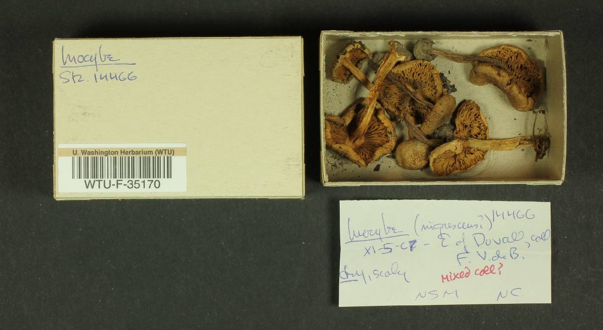 Inocybe nigrescens image
