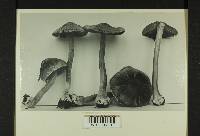 Inocybe oblectabilis image