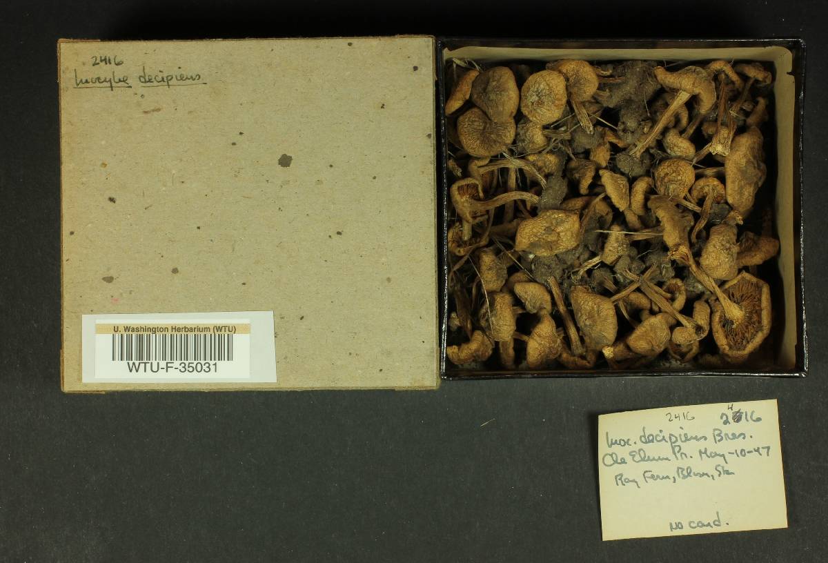 Inocybe decipiens image