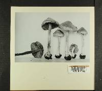 Inocybe nigrescens image