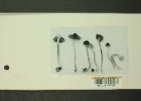 Inocybe subexilis image