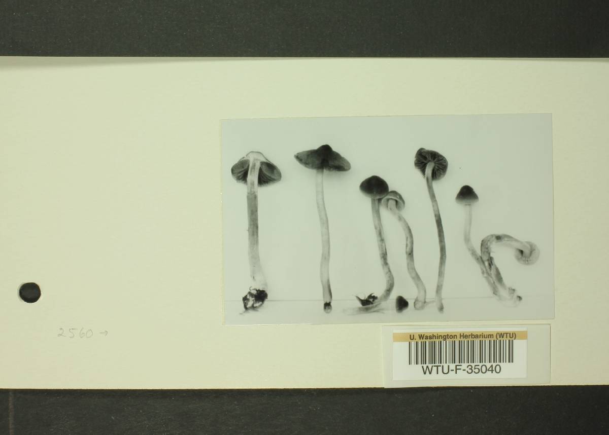 Inocybe subexilis image