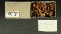 Inocybe napipes image