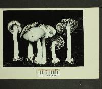 Inocybe mixtilis image