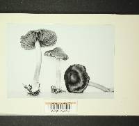 Inocybe cicatricata image