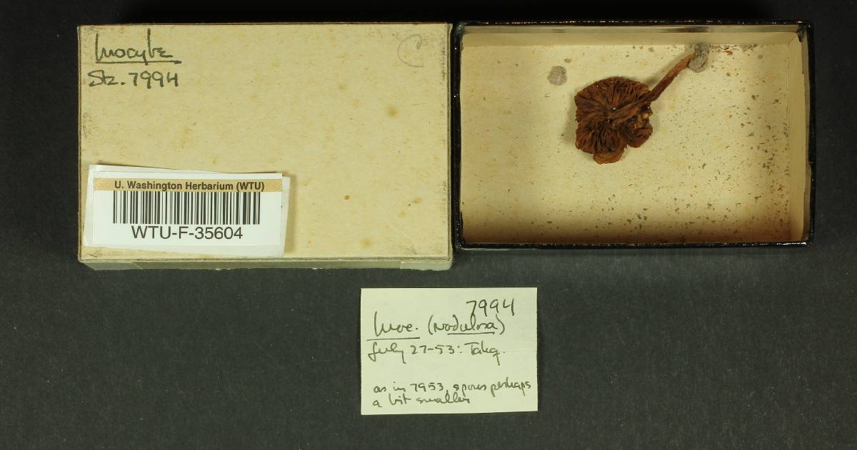 Inocybe nodulosa image