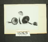 Inocybe decipientoides image