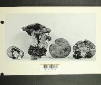 Inocybe chelanensis image