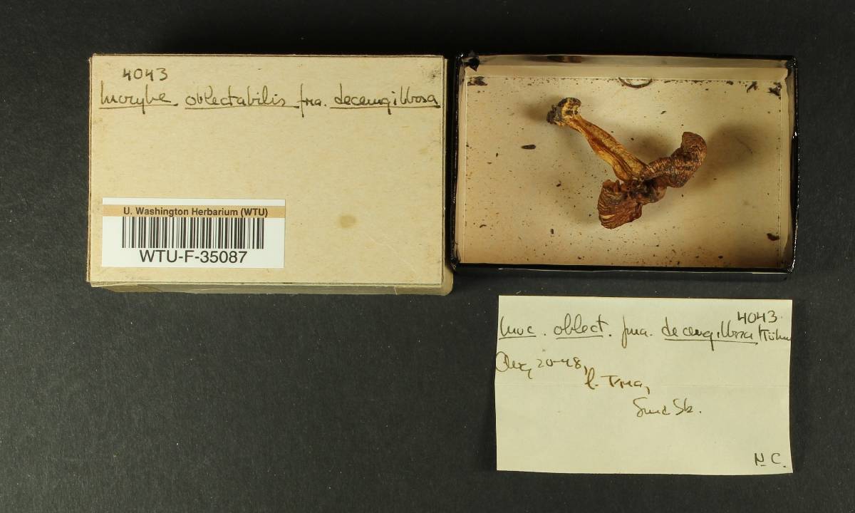 Inocybe decemgibbosa image