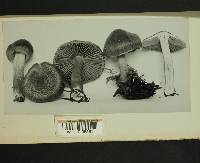 Inocybe stellatospora image