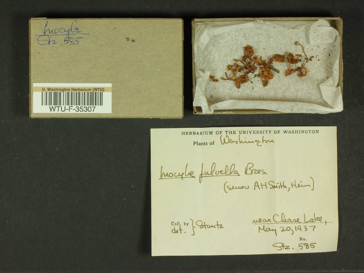 Inocybe fulvella image