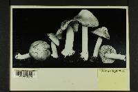 Inocybe albodisca image