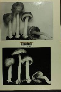 Inocybe mixtilis image