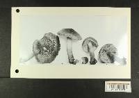 Inocybe curvipes image