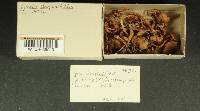 Inocybe decipientoides image