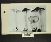 Inocybe decemgibbosa image