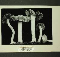 Inocybe albodisca image