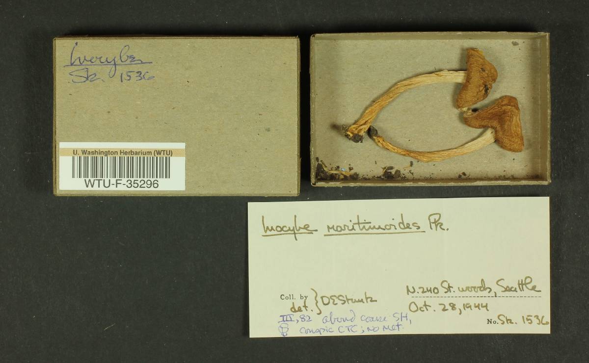 Inocybe maritimoides image