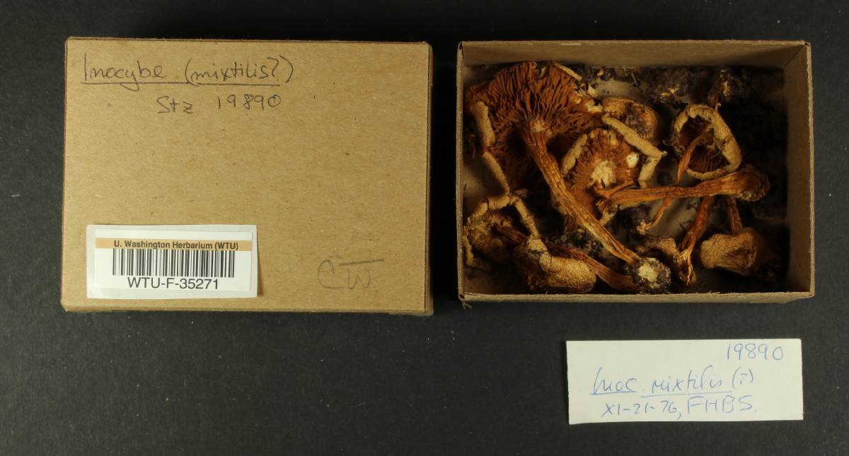 Inocybe mixtilis image