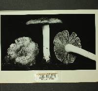 Inocybe mixtilis image