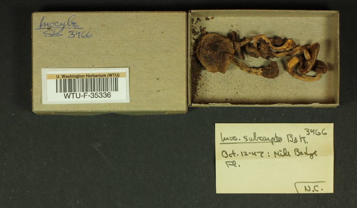 Inocybe subcarpta image