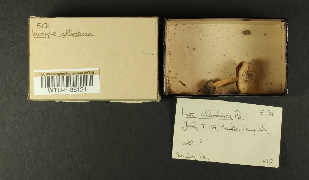 Inocybe albodisca image