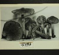 Inocybe subcarpta image