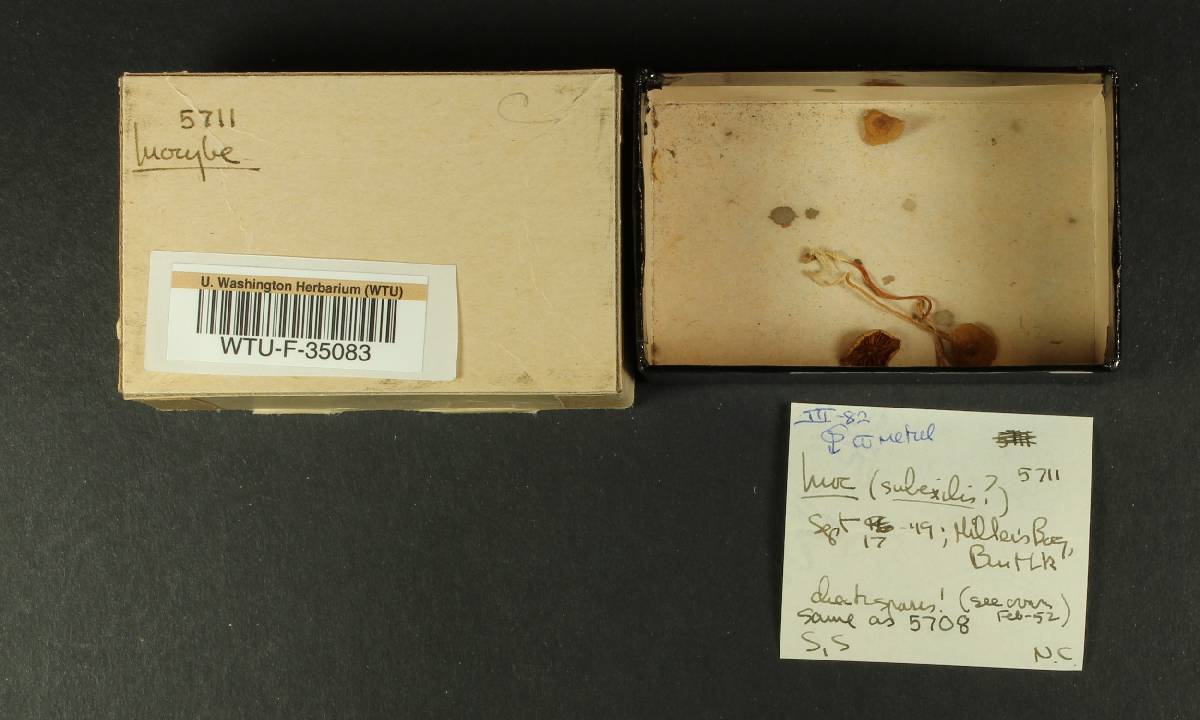Inocybe subexilis image