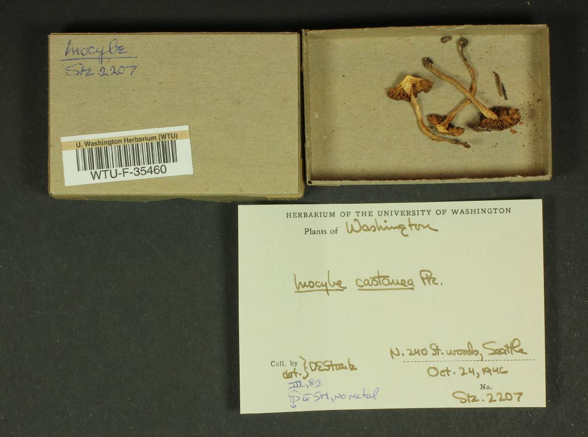 Inocybe castanea image