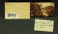 Inocybe subcarpta image