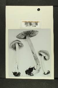 Inocybe nigrescens image