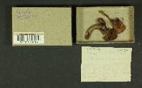 Inocybe xanthomelas image