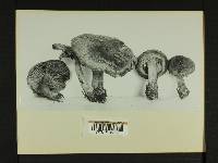 Inocybe subcarpta image