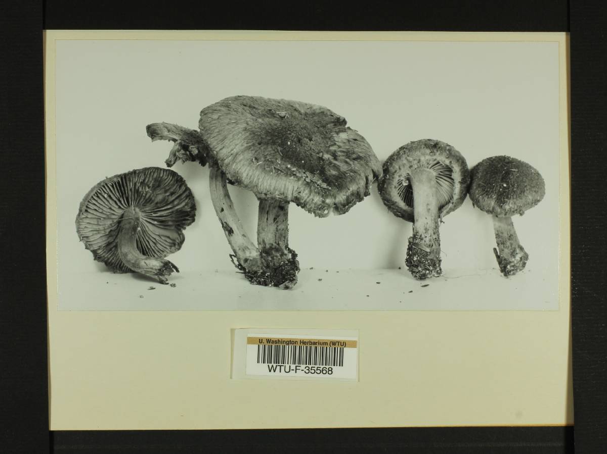 Inocybe subcarpta image