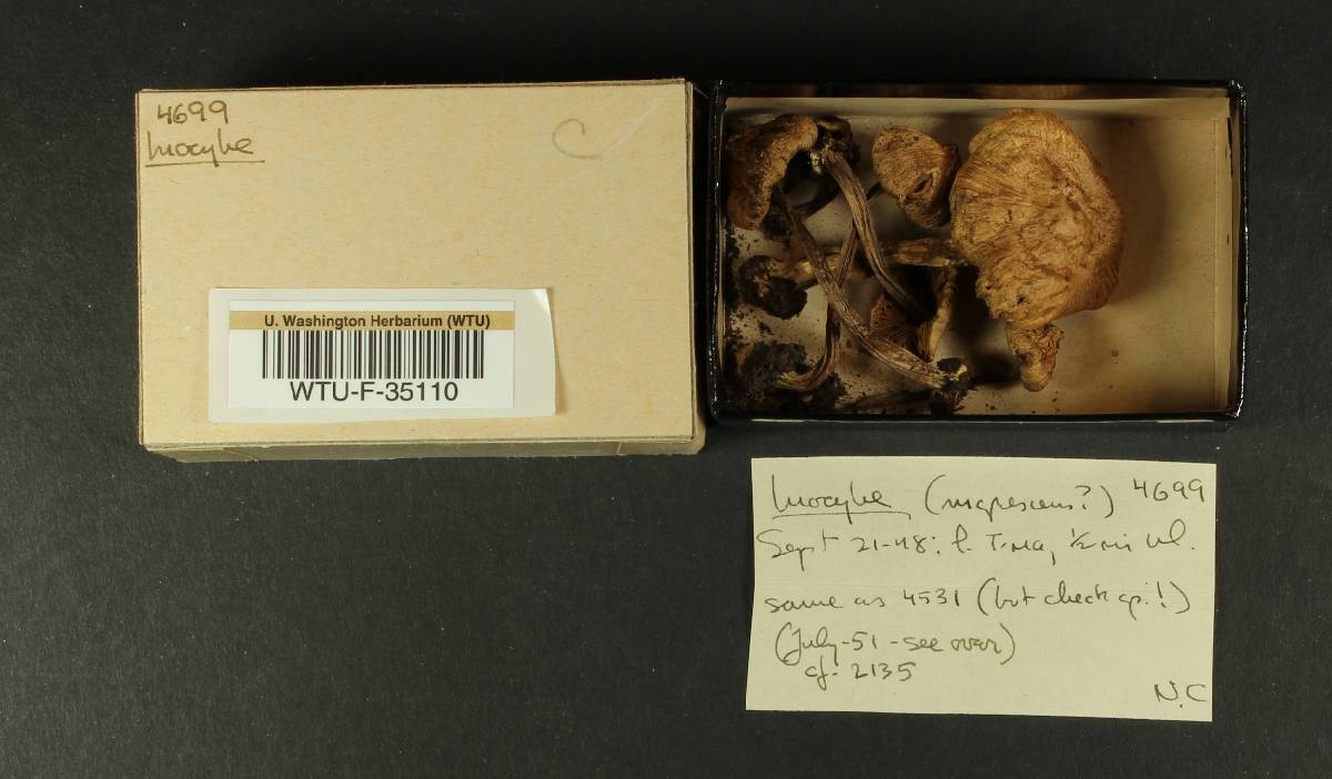 Inocybe nigrescens image