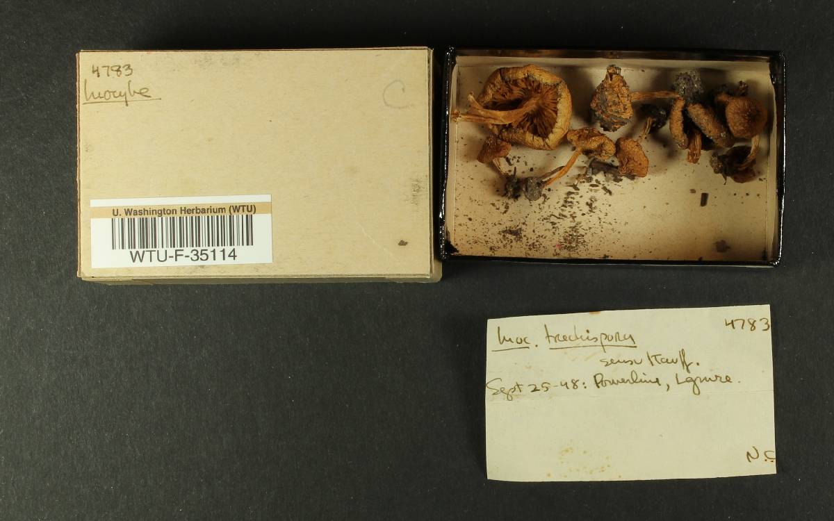 Inocybe trechispora image