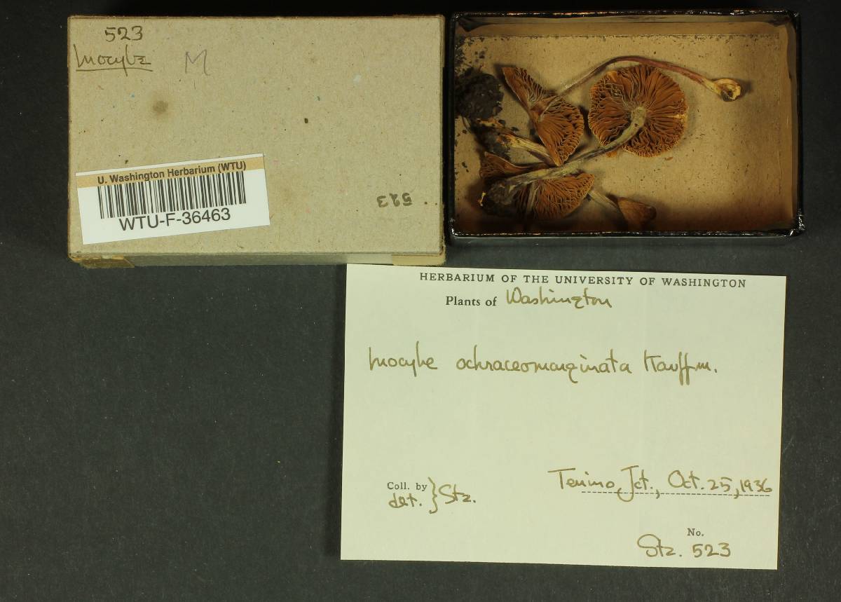 Inocybe ochraceomarginata image